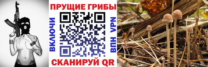 Псилоцибиновые грибы мухоморы Каспийск